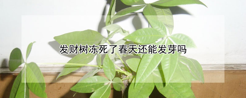 发财树冻死了春天还能发芽吗（招财树冻死了春天还能发芽吗）