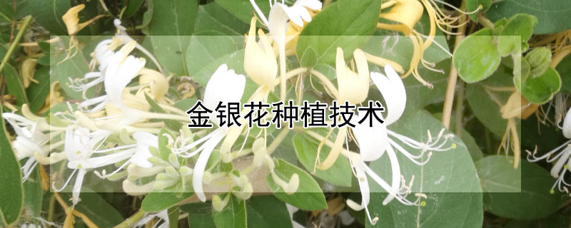 金银花种植技术（金银花种植技术与管理）