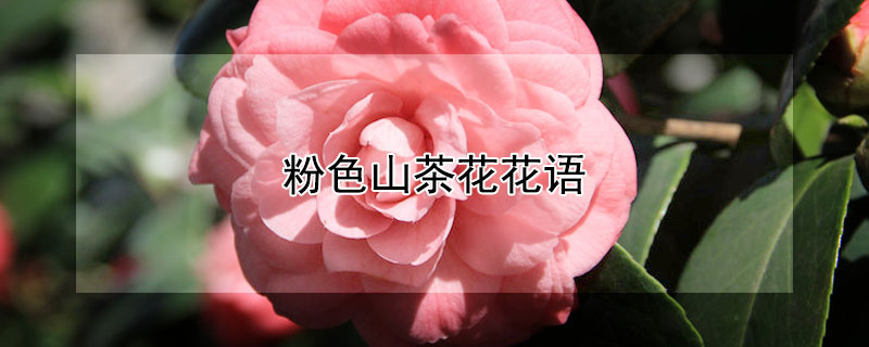 粉色山茶花花语（粉色山茶花花语代表死亡）