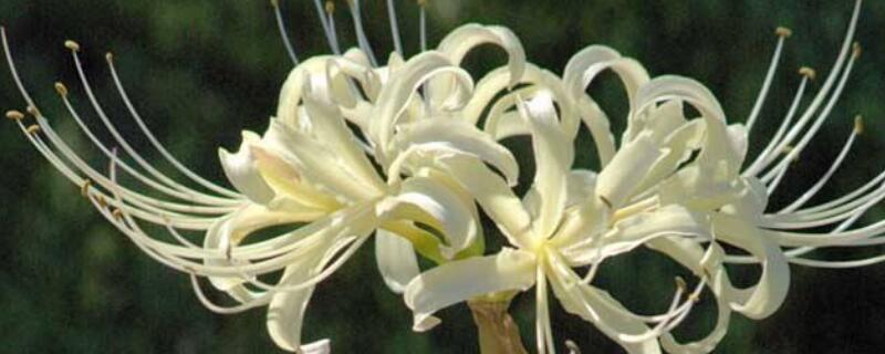 曼陀罗华的花语 曼陀罗华的花语和寓意白色