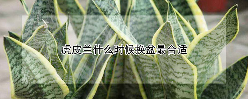 虎皮兰什么时候换盆最合适（虎皮兰几月份换盆最好怎么换）