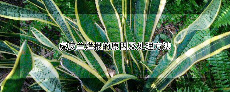 虎皮兰烂根的原因及处理方法（虎皮兰烂根怎么回事）