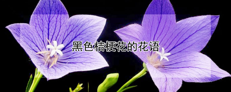 黑色桔梗花的花语 黑色桔梗花花语和寓意是什么