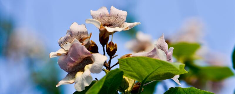 泡桐花的花语 泡桐花的花语及代表意义为什么
