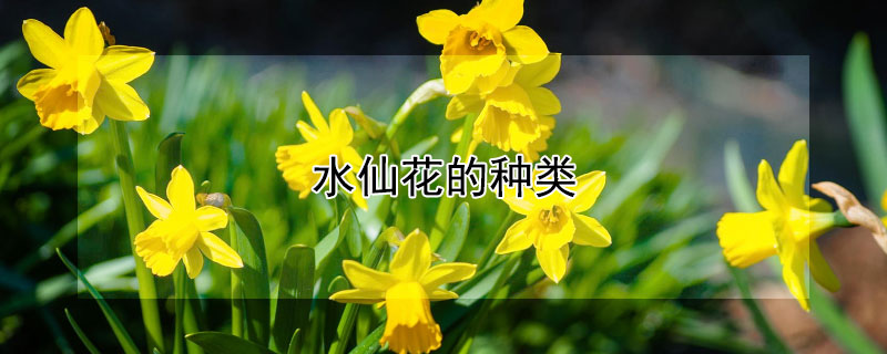 水仙花的种类（水仙花的种类及名字）
