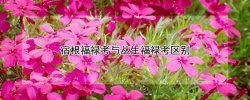 宿根福禄考与丛生福禄考区别 丛生福禄考是宿根花卉吗