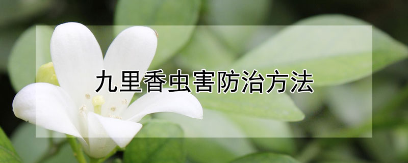 九里香虫害防治方法 九里香的病虫害防治