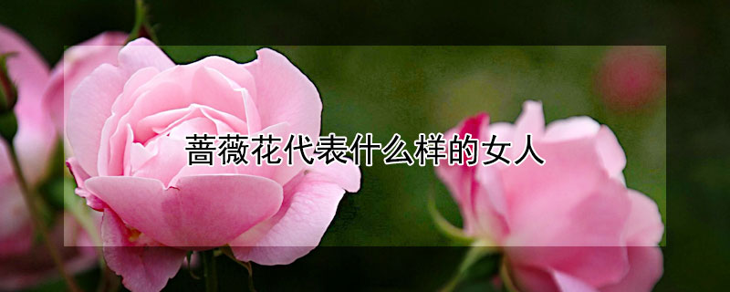 蔷薇花代表什么样的女人 蔷薇花代表啥