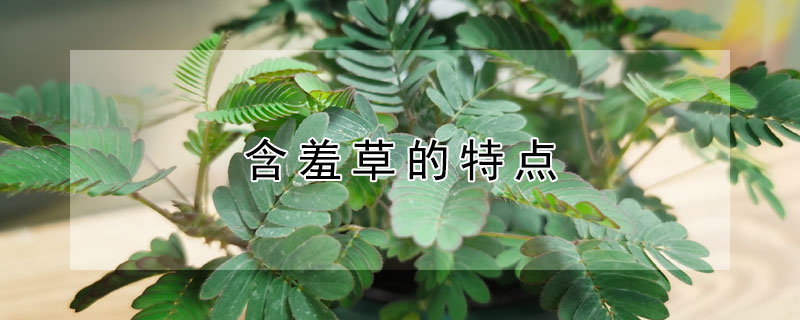 含羞草的特点 含羞草的特点描写300字