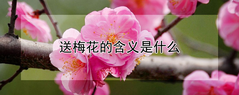 送梅花的含义是什么 送梅花有什么含义