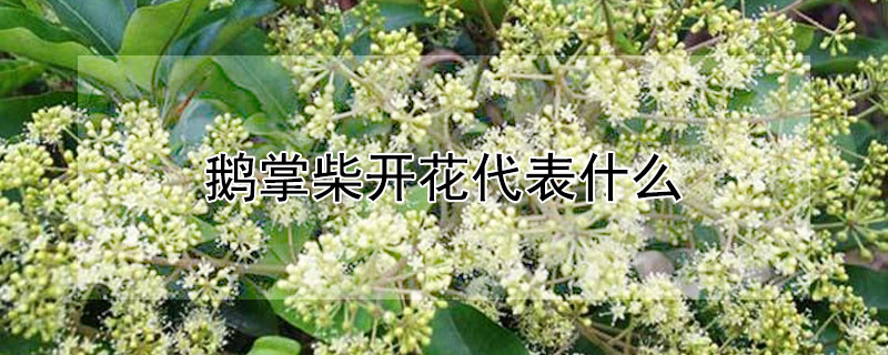 鹅掌柴开花代表什么（鹅掌柴会开花的颜色是什么）