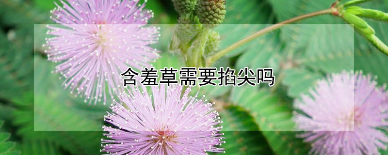 含羞草需要掐尖吗 含羞草可以掐尖吗