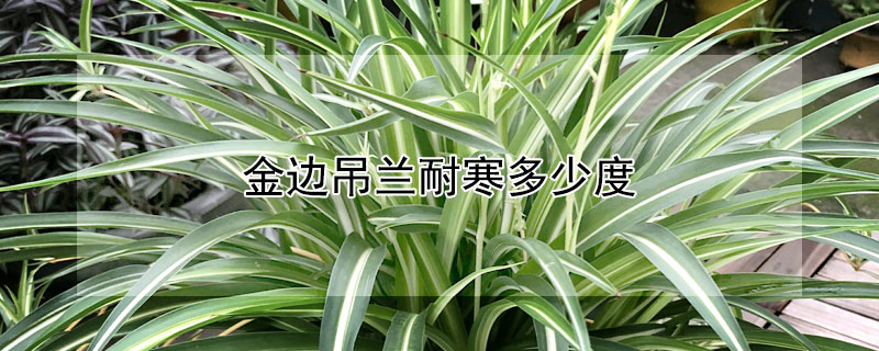 金边吊兰耐寒多少度 金边吊兰耐寒温度