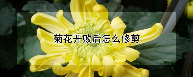 菊花开败后怎么修剪 菊花开败后怎样修剪