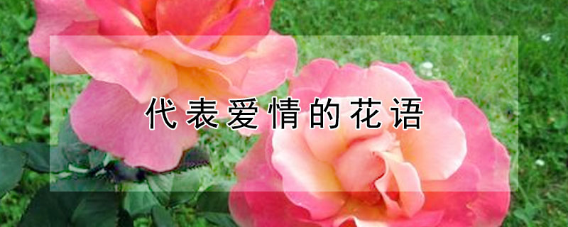 代表爱情的花语 代表爱情的花语都有什么花