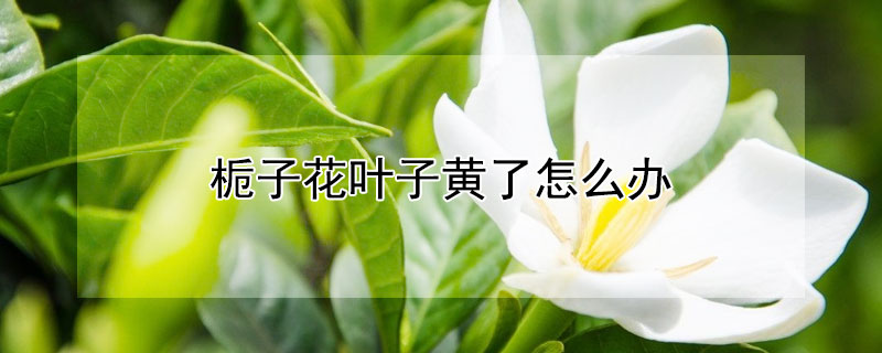 栀子花叶子黄了怎么办 栀子花叶子黄了怎么办的视频