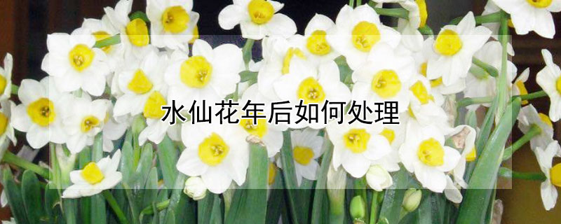 水仙花年后如何处理 水仙花开过花后如何处理