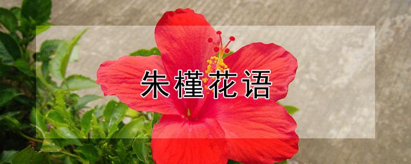 朱槿花语 朱槿花的含义