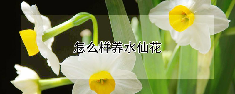 怎么样养水仙花 水仙花怎样水养