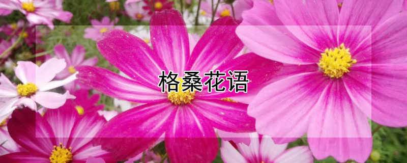 格桑花语 格桑花语文阅读