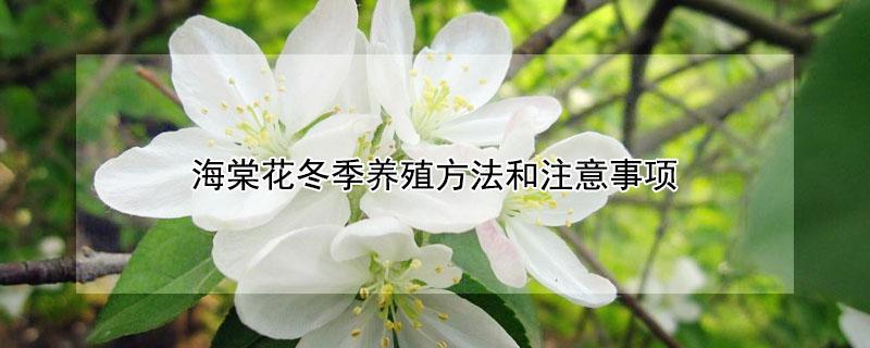 海棠花冬季养殖方法和注意事项（海棠花冬季的养殖方法和注意事项）