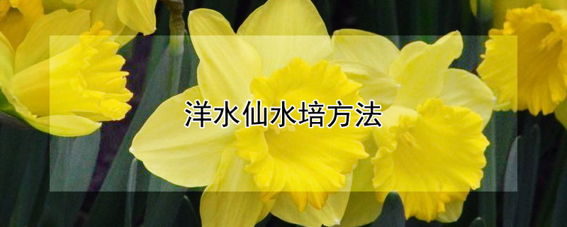 洋水仙水培方法 洋水仙土培方法