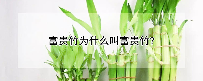 富贵竹为什么叫富贵竹?（富贵竹是干嘛的）