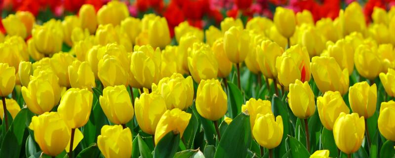 黄色郁金香的花语 黄色郁金香的花语代表什么意思