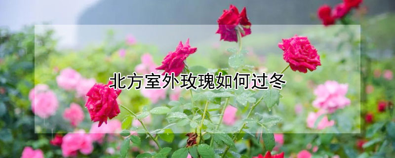 北方室外玫瑰如何过冬（玫瑰在北方可以室外过冬吗）