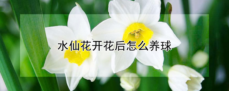 水仙花开花后怎么养球(水仙花开完花怎么养)