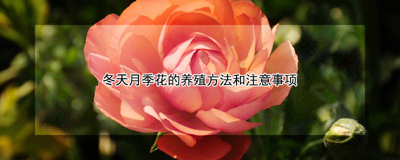 冬天月季花的养殖方法和注意事项（月季花冬天怎么养要注意什么）