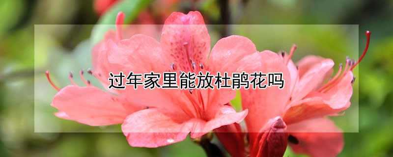 过年家里能放杜鹃花吗（杜鹃花忌讳放在家吗）