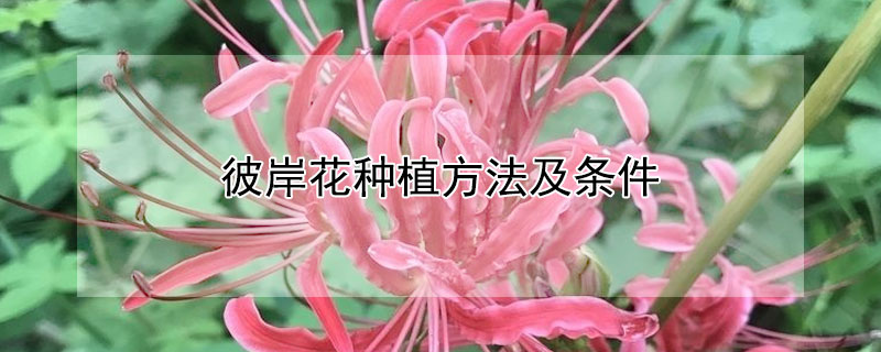 彼岸花种植方法及条件（彼岸花种植方式）