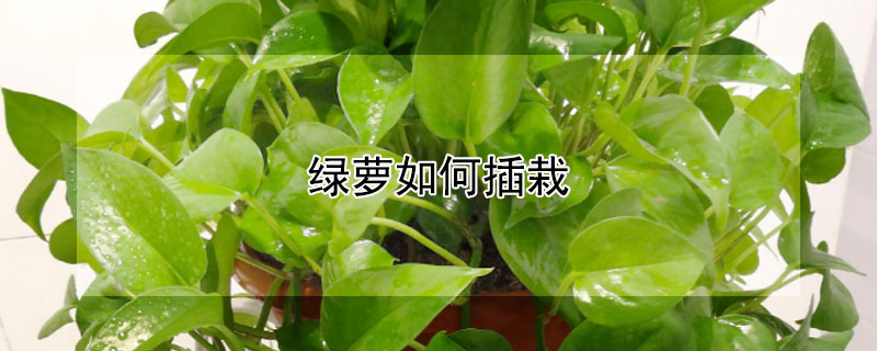 绿萝如何插栽（绿萝花怎么插栽的）