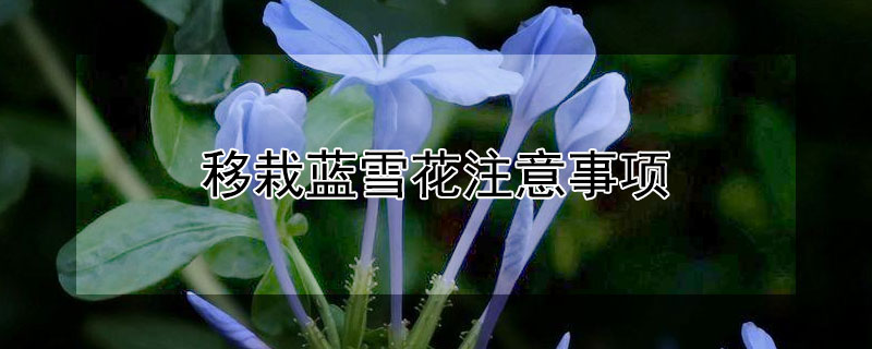 移栽蓝雪花注意事项（雪兰花的养殖方法和注意事项）