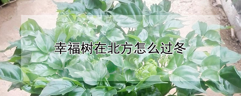 幸福树在北方怎么过冬 天冷了幸福树怎么过冬