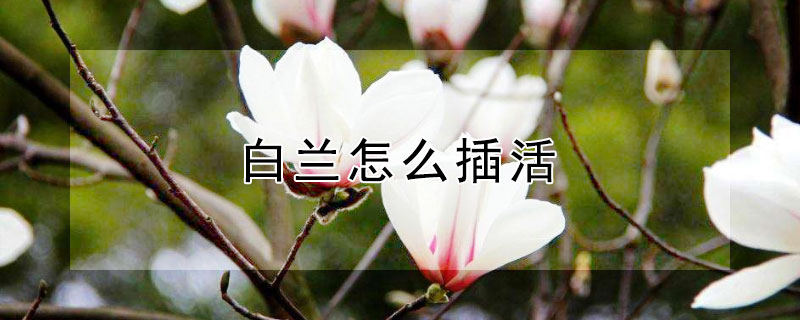 白兰怎么插活（白兰花剪枝能插活吗）