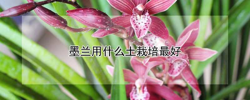 墨兰用什么土栽培最好（盆栽墨兰用什么土）