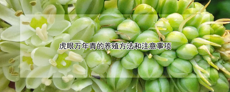 虎眼万年青的养殖方法和注意事项（虎眼万年青养植方法）