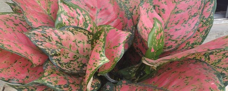 如意皇后开花象征什么 如意皇后花开花的样子