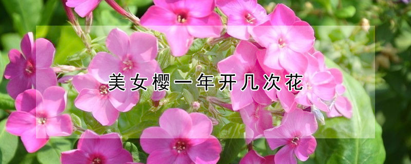 美女樱一年开几次花（美女樱一年四季开花吗）