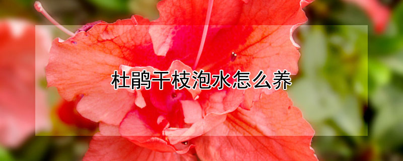 杜鹃干枝泡水怎么养 如何泡干枝杜鹃