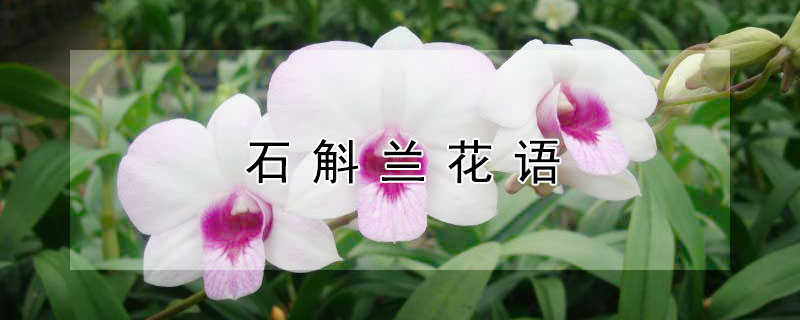 石斛兰花语(香水石斛兰的花语)