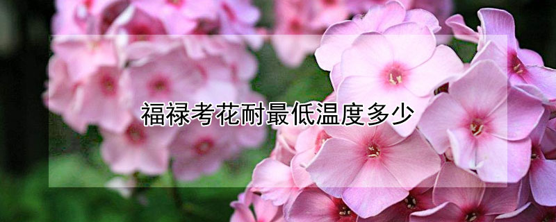 福禄考花耐最低温度多少(福禄桐最低能耐多少度呢)