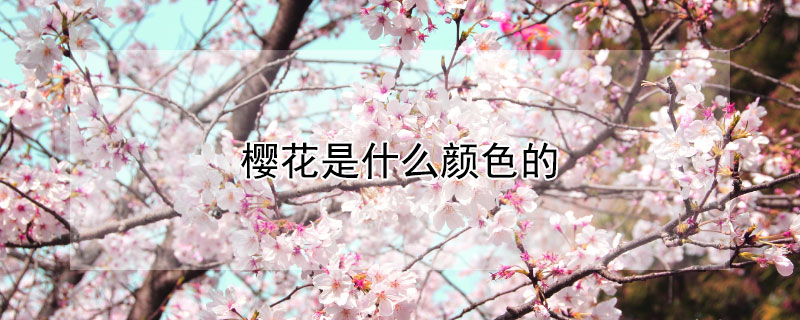 樱花是什么颜色的(樱花是什么颜色的花语)