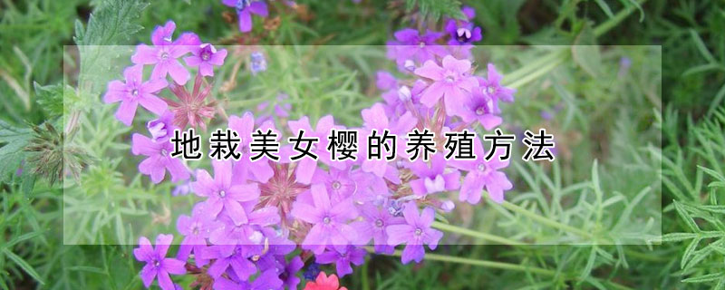 地栽美女樱的养殖方法（美女樱怎么养殖方法）