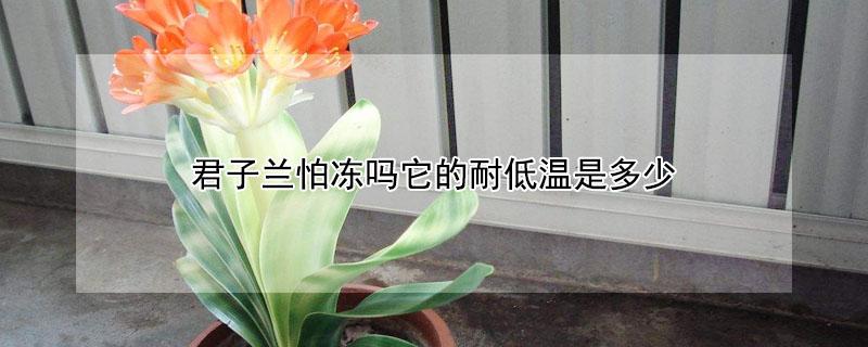 君子兰怕冻吗它的耐低温是多少（君子兰冬天怕冻吗?）