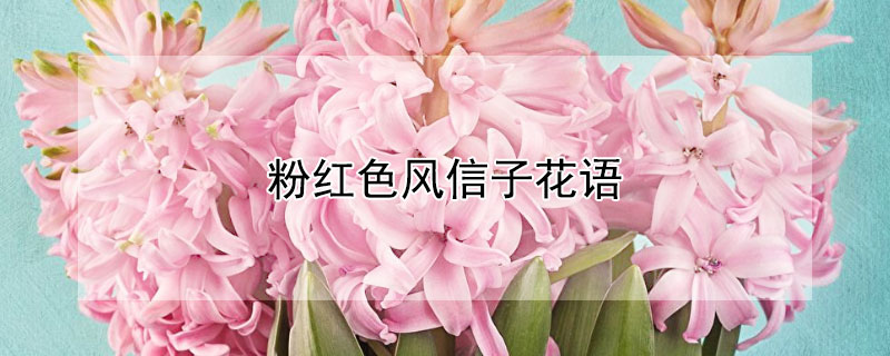 粉红色风信子花语（粉色风信子花语是什么意思）