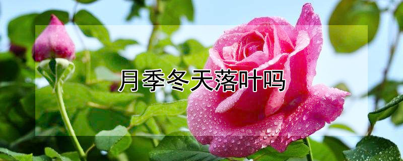 月季冬天落叶吗（盆栽月季冬天落叶吗）