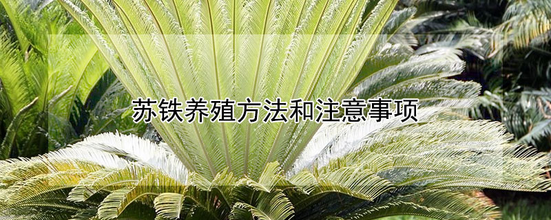 苏铁养殖方法和注意事项 苏铁的种植与养护